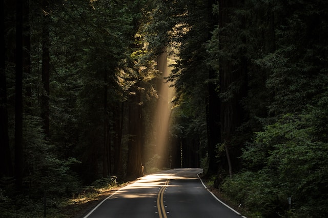 picture of road in the middle of a rain-forest